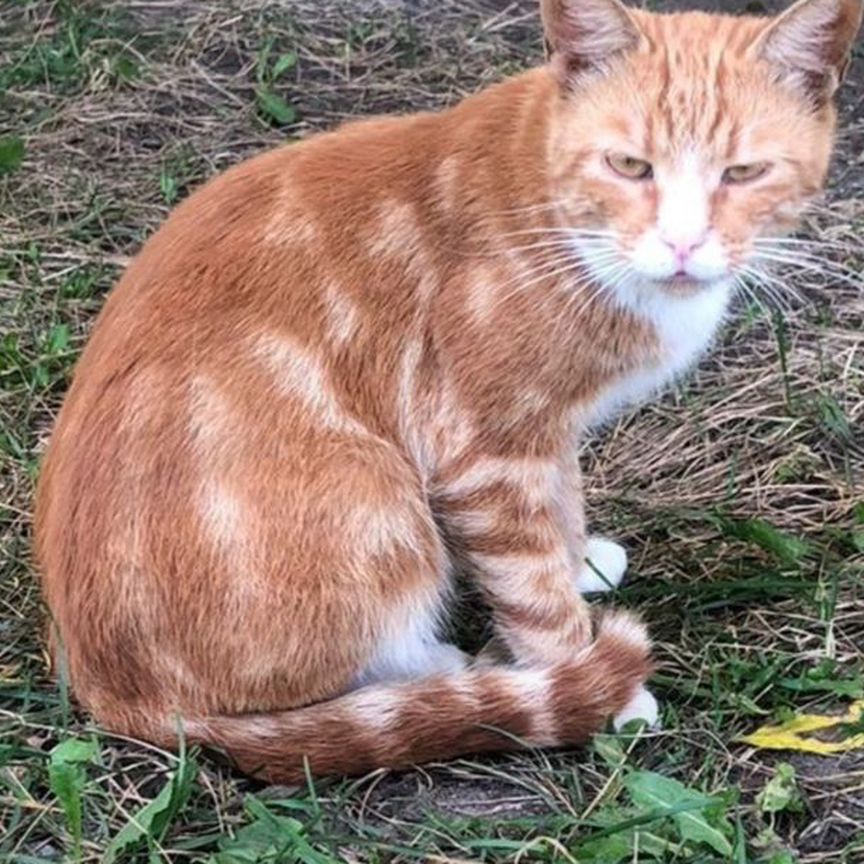 Помогите спасти кота. Очень нужна передержка. Всем