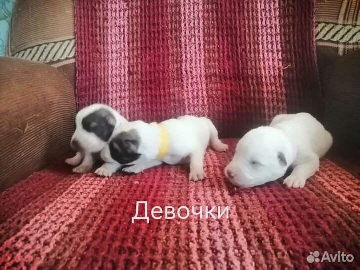 Щенки сао алабай