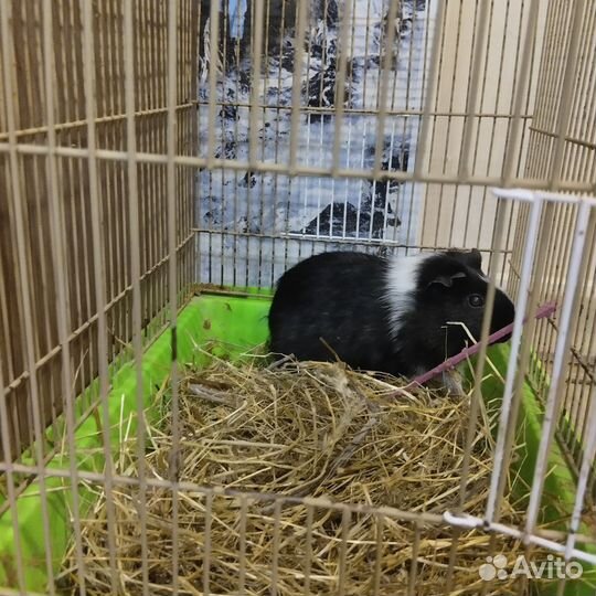 Морская свинка с клеткой