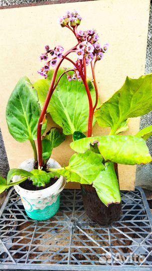 Гортензия метельчатая, декоративные кустарники