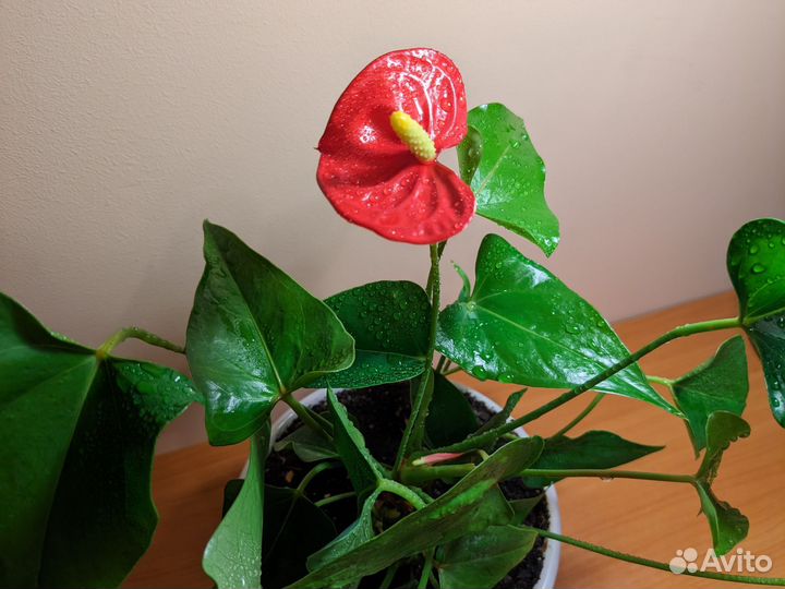 Антуриум красный цветет 22 см