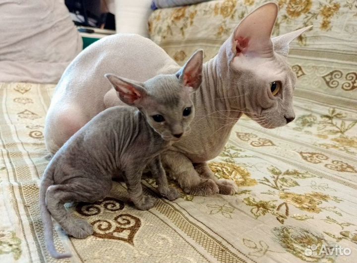 Сфинкс велюровый мальчик - красавчик