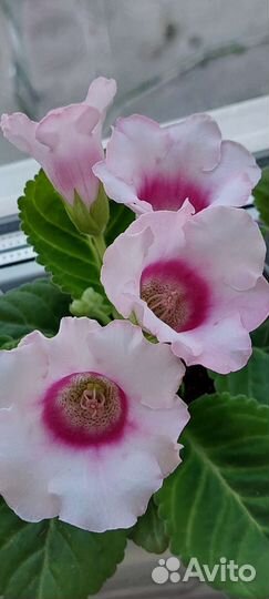 Глоксиния цветущая