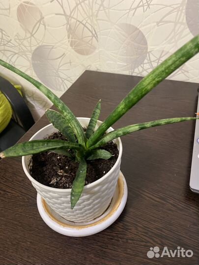 Сансевиерия Бонселенсис