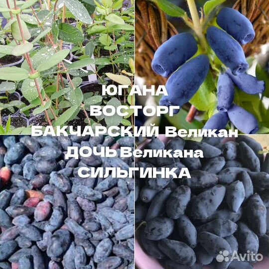 Жимолость крупноплодная саженцы 2х летки зкс