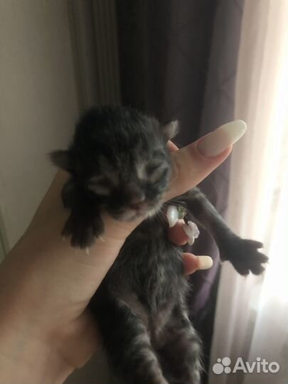 Котята в добрые руки даром