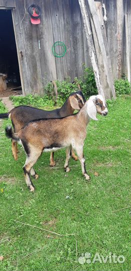 Нубийский козел