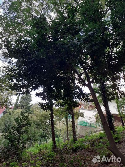 Лавровый лист