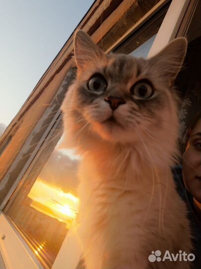 Кошка невская маскарадная