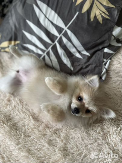 Померанский шпиц мини