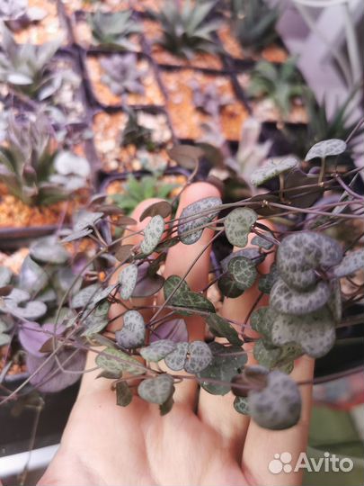 Коллекционные суккуленты