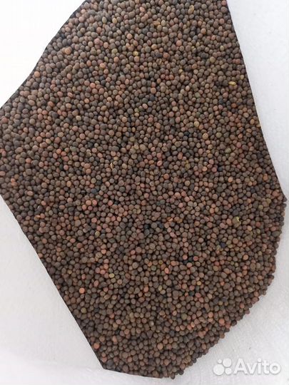 Семена Вика Яровая ГОСТ