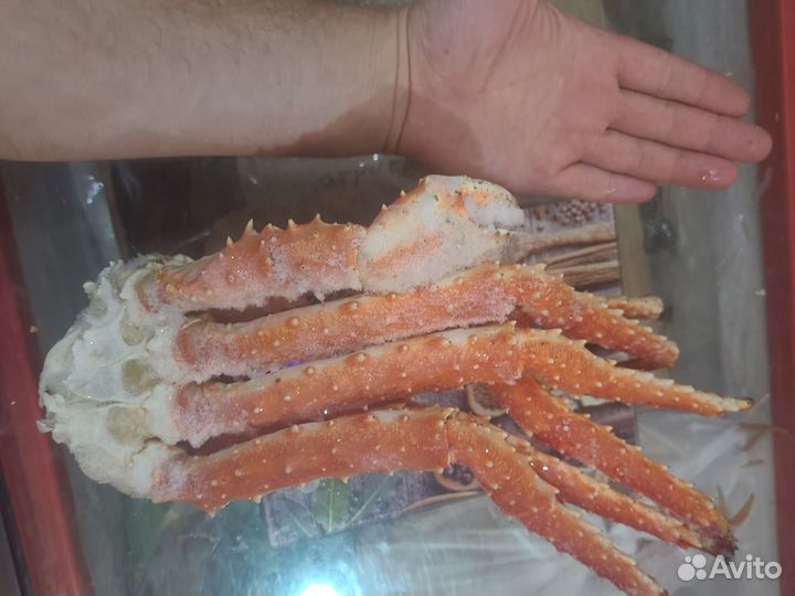 Краб Волосатик