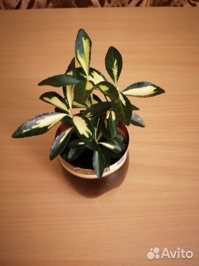 Бересклет японский отростки