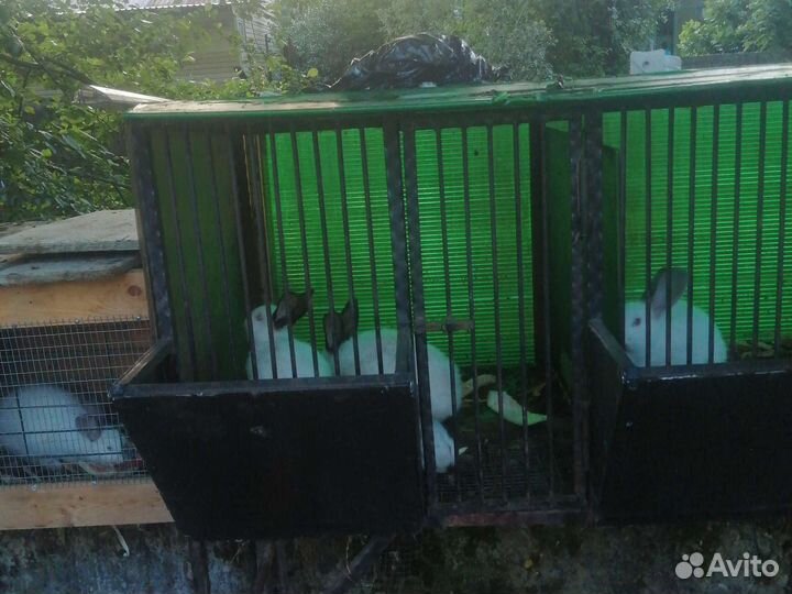 Клетка с кроликами