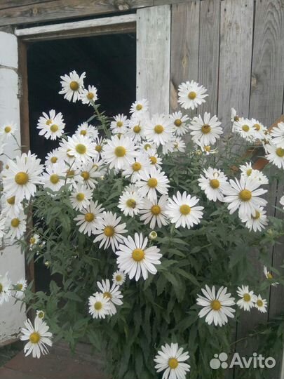 Многолетник хризантема, ромашка осенняя