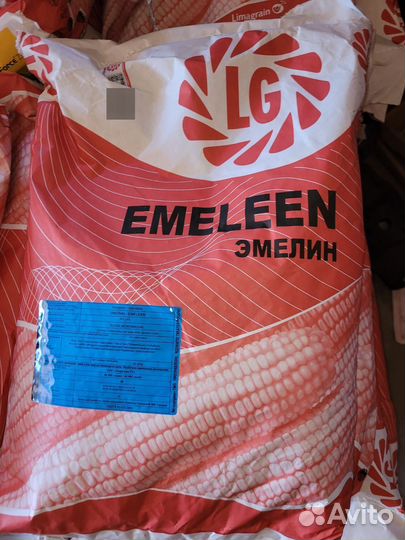 Кукуруза зерно оптом