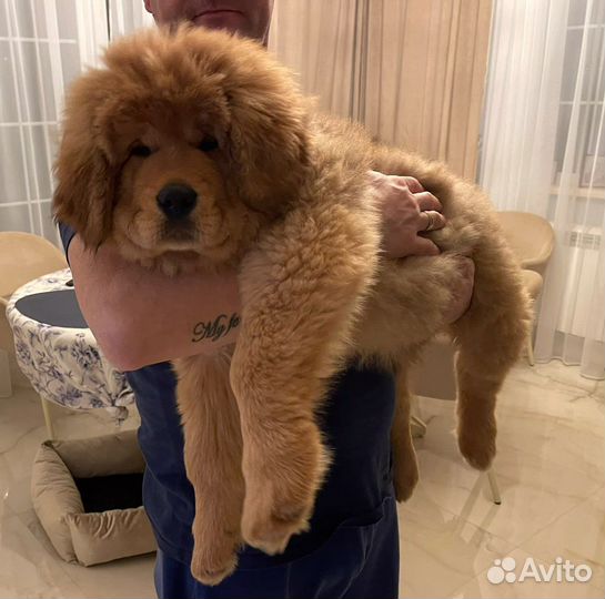 Щенки Тибетского Мастифа