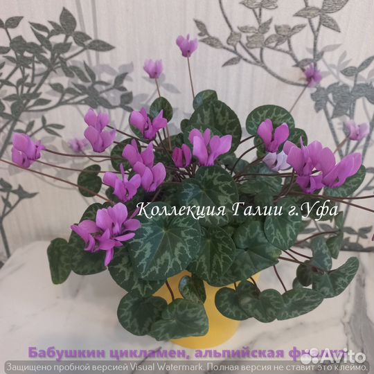 Бабушкин цикламен, европейский цикламен, альпийска