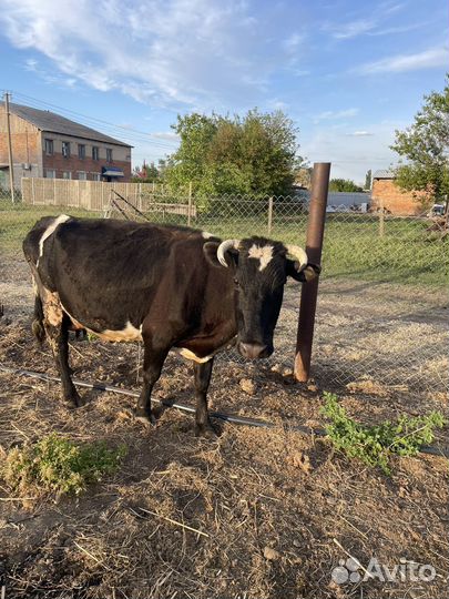 Корова дойная с теленком