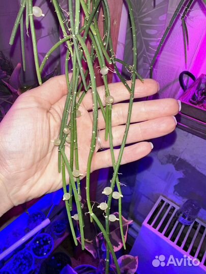 Рипсалис ягодный