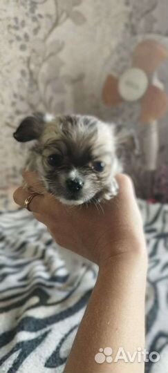 Щенки чихуахуа мини