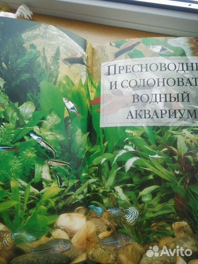 Рыбки, растения