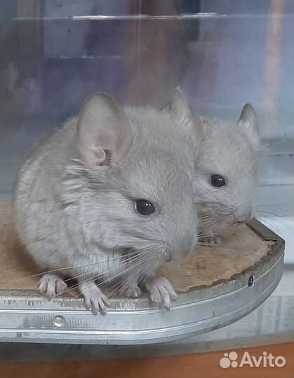 Малыши Шиншиллы мальчик и девочка