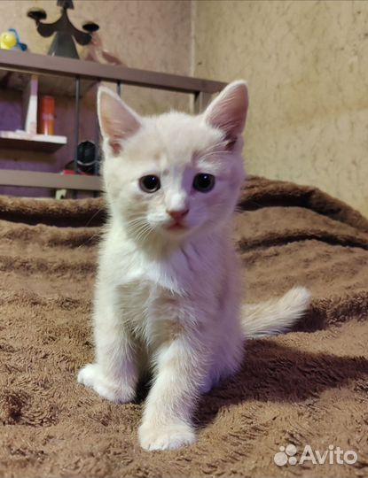 Котята хорошим людям