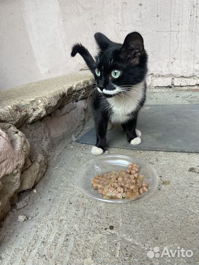 Котенок девочка