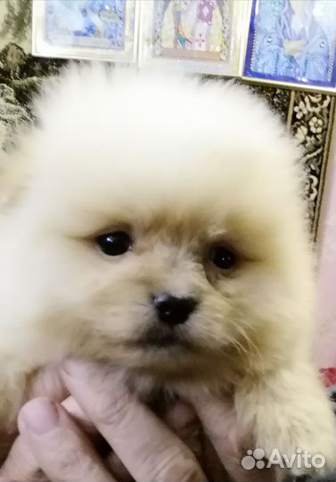 Померанский шпиц мини