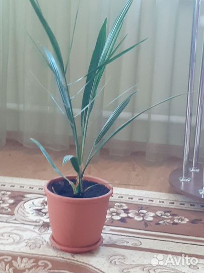 Финиковая пальма