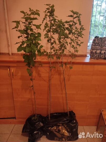 Шелковица белая и черная (тутовое дерево) саженцы