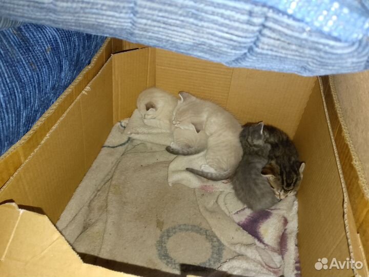 Вислоухие котята в добрые руки