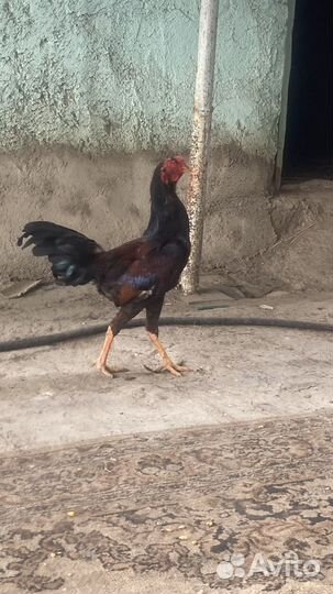 Бойцовые петухи