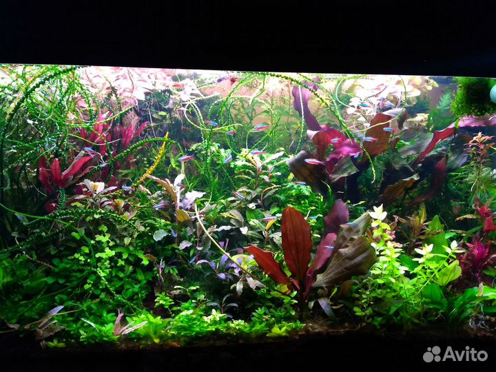 Аквариумные растения