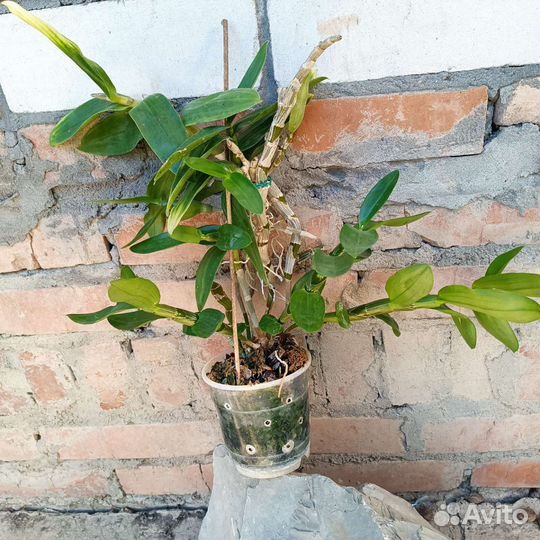 Дендробиум 2 вида