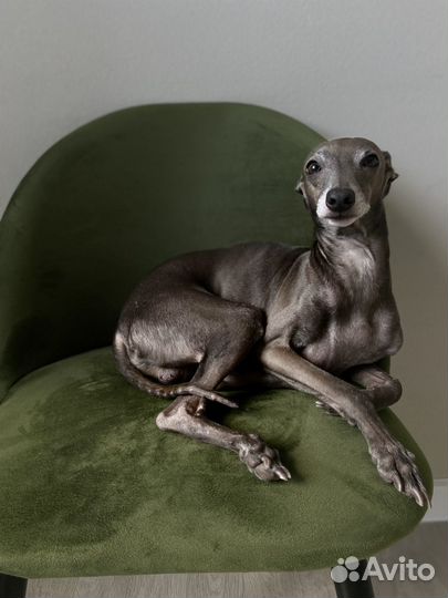 Кабель Левретка на случку