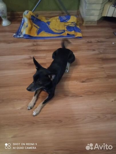 Тверкпинчер