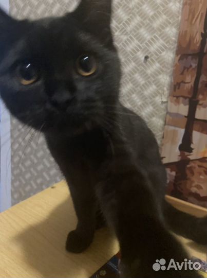 Продается молодой красивый Чёрный кот. Дорого)