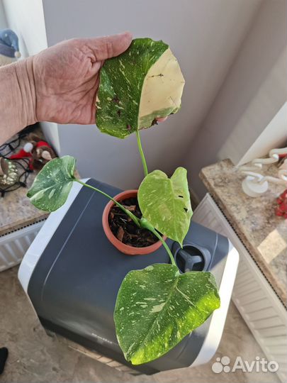 Монстера тайское созвездие