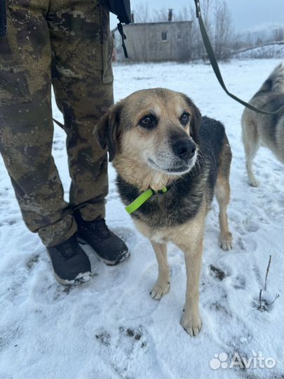 Собака в добрые руки отдам бесплатно