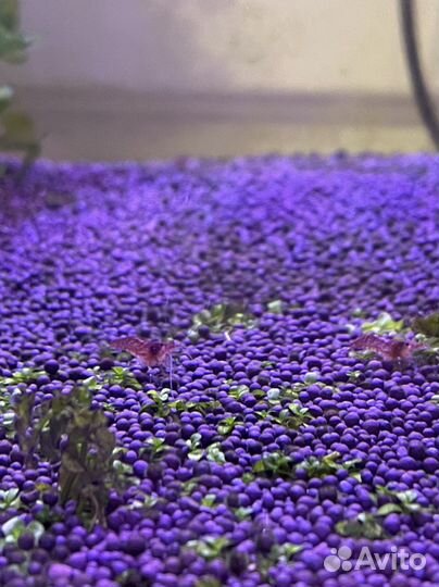 Креветка вишня аквариумная и Данио бесплатно