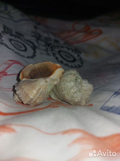 Ракушка для декора