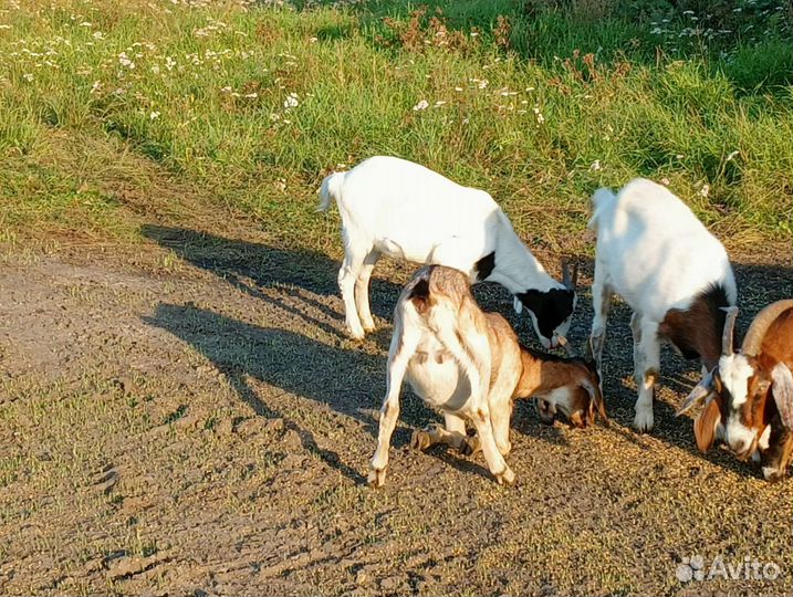 Молодняк коз