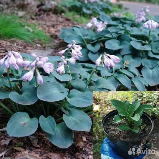 Саженцы декоративных растений