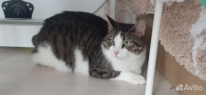 Молодой кот