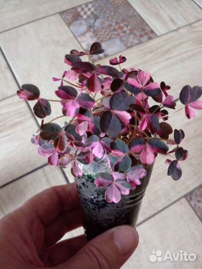 Оксалис вулканический Рlum Crazy. Кислица