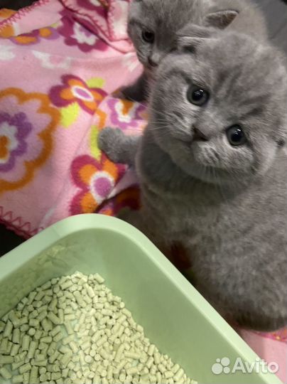 Домашние животные кошки