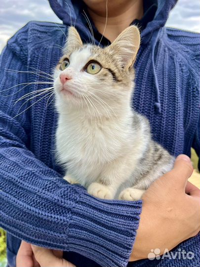 Ласковая 4 месячная девочка ищет дом